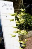 2340 Pandanus Grasshoppers For Sale Penang Hill.JPG (77 KB)